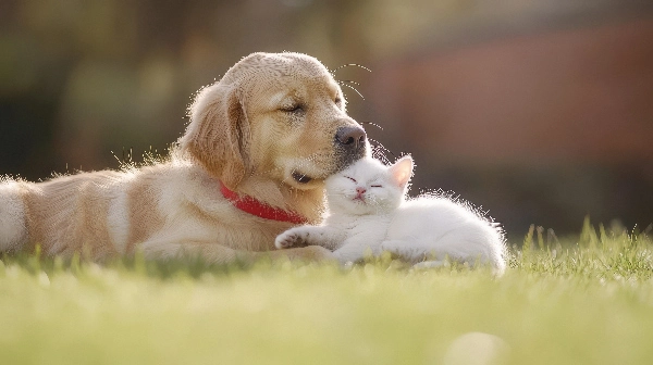 Are-Golden-Retrievers-Good-with-Cats