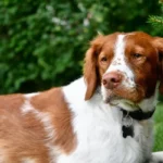 Brittany-Breed