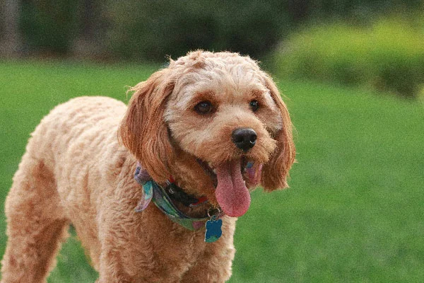 Cavapoo dog
