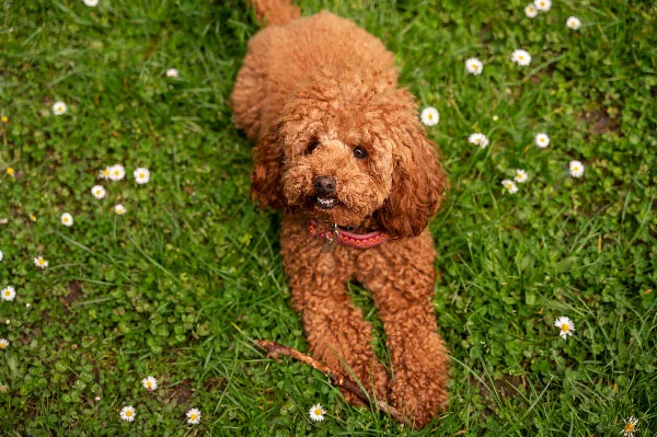 Red-Cavapoo--guide-price-photos-4-Petaidinfo