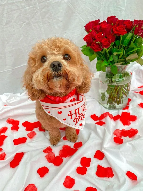Red-Cavapoo-guide-haircut-picture