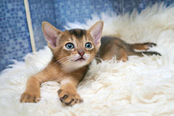 Top-10-Best-Cat-Breeds-for-Families-with-Kids-Abyssinian