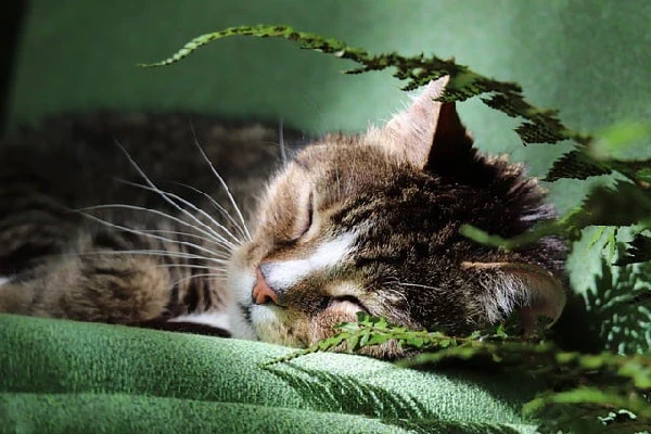 Top-10-Best-Cat-Breeds-for-Families-with-Kids-American-Shorthair