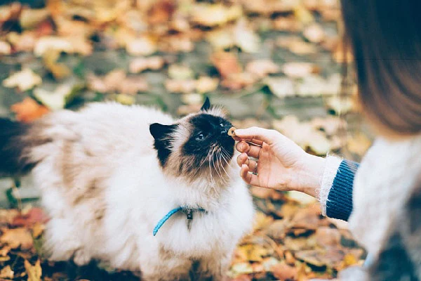 Top-10-Best-Cat-Breeds-for-Families-with-Kids-Birman