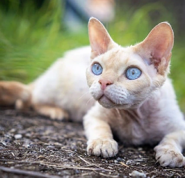 Devon-Rex cat