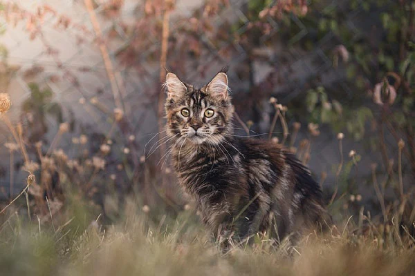 maine coon cat