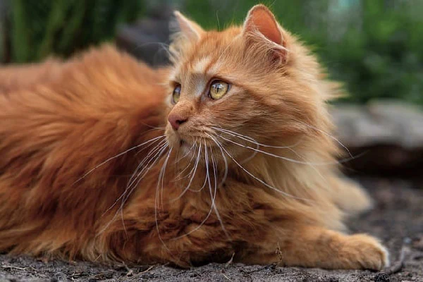 persian cat