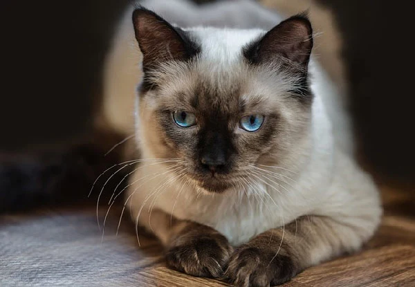 ragdoll cat