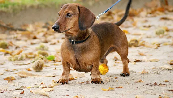 The-Compact-and-Charming-Dachshund