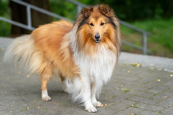 Top-10-dogs-look-like-horses-with-pictures-The-Elegant-Shetland-Sheepdog-Sheltie.