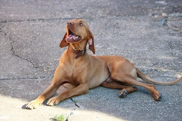 -The-Eye-Catching-Vizsla