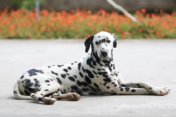 The-Graceful-Spotted-Dalmatian.