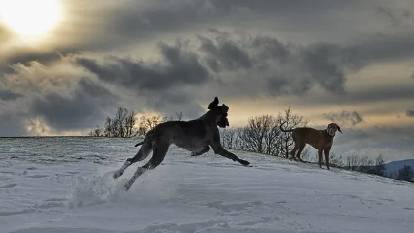 Top-10-dogs-look-like-horses-with-pictures-The-Majestic-Great-Dane