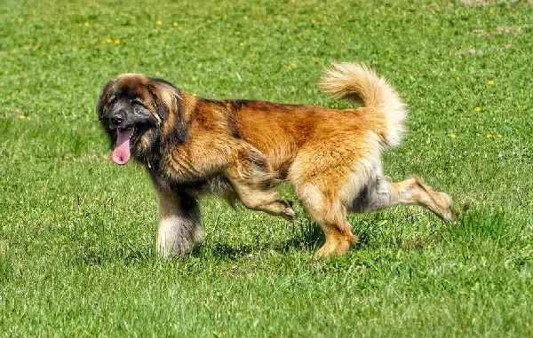 Top-10-dogs-look-like-horses-with-pictures-The-Noble-Leonberger.