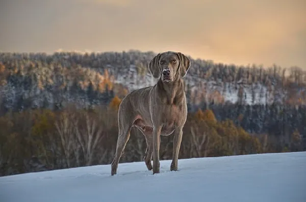 The-Sleek-Weimaraner