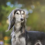 Top-10-dogs-look-like-horses-with-pictures-The-Sleek-and-Graceful-Saluki.