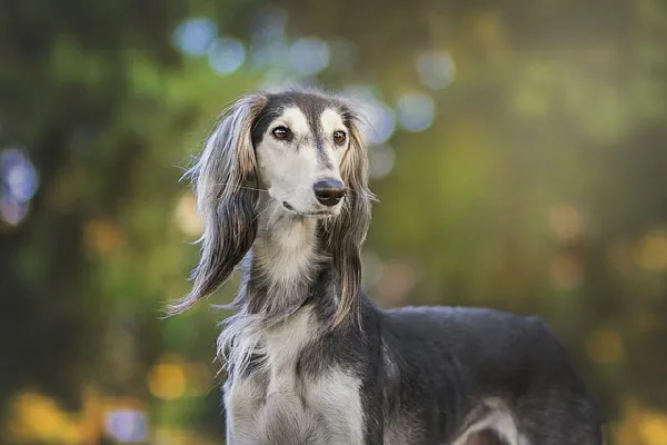 Top-10-dogs-look-like-horses-with-pictures-The-Sleek-and-Graceful-Saluki.