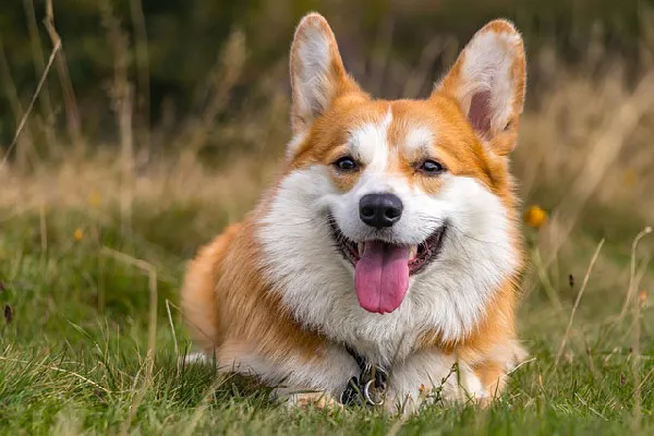 Top-10-dogs-look-like-horses-with-pictures-The-Sturdy-and-Charming-Corgi