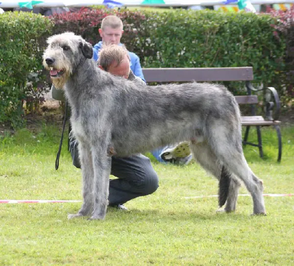 Top-10-dogs-look-like-horses-with-pictures-The-Towering-Irish-Wolfhound