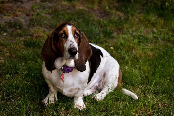 Basset-Hound