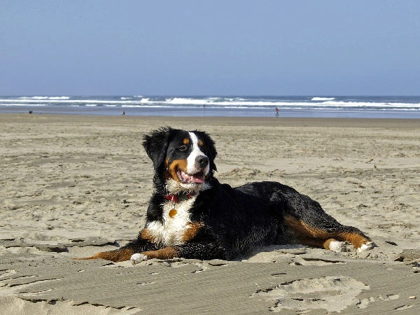 Bernese-Mountain-Dog