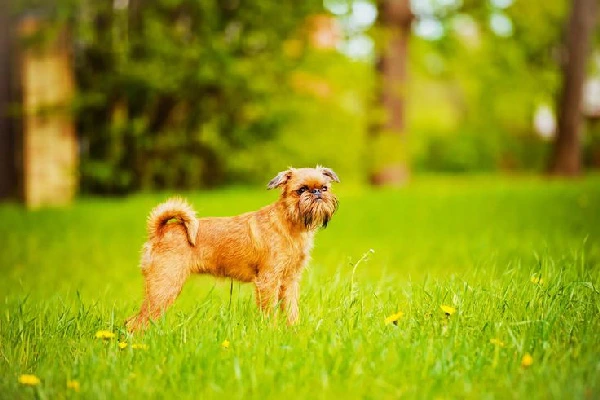 Brussels-Griffon lazy dog breeds