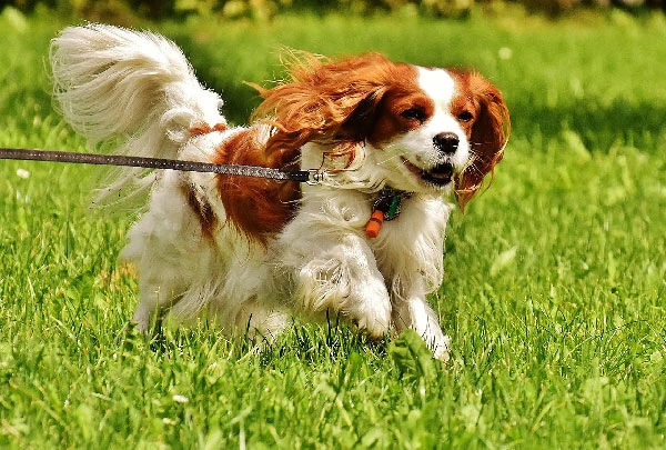 Cavalier-King-Charles-Spaniel.