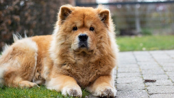 Chow-Chow