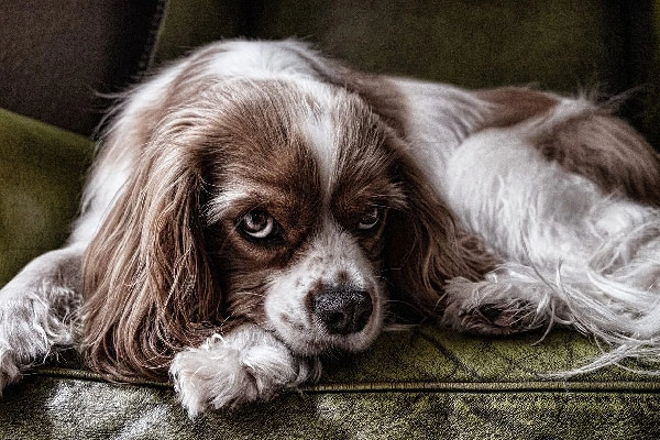 Clumber-Spaniel