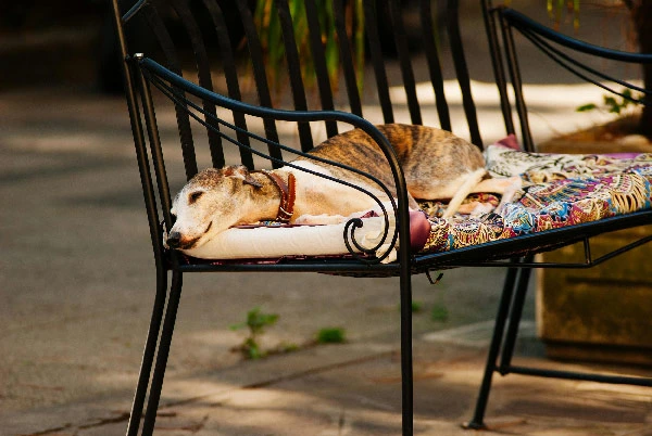 Greyhound