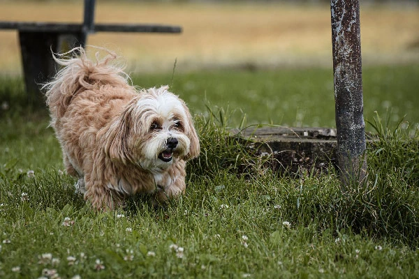 Lazy Dog Breeds. Maltese dog breed