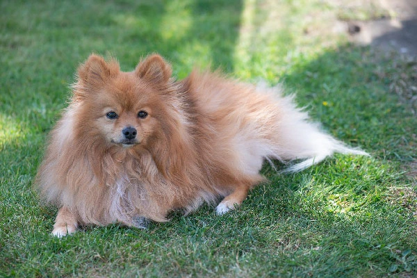 Lazy-Dog-Breeds-with-Low-Energy-Pomeranian.
