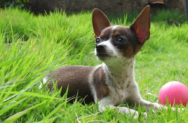 Lazy-Dog-Breeds-with-Low-Energy-Chihuahua.