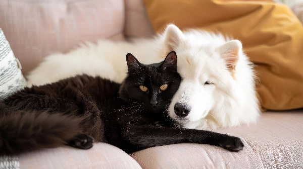 Top-9-Dogs-breed-good-with-cats-Collies