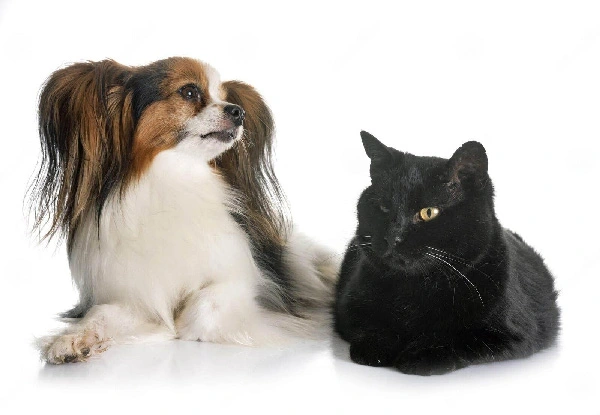 Top 9 Dog breeds good with cats. Papillons