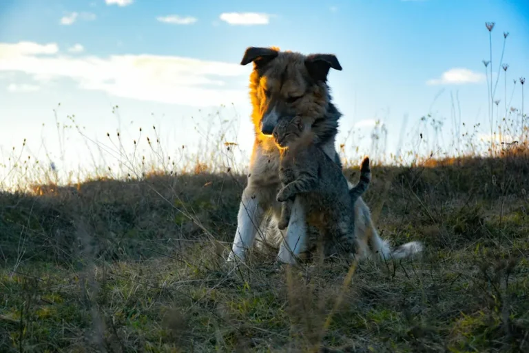 Top 9 Dogs breed good with cats.