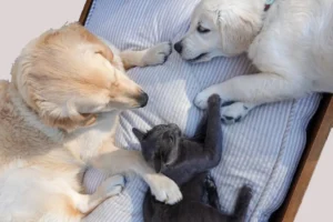 Top 9 Dog breeds good with cats. 