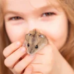 Are-Hamsters-Nocturnal