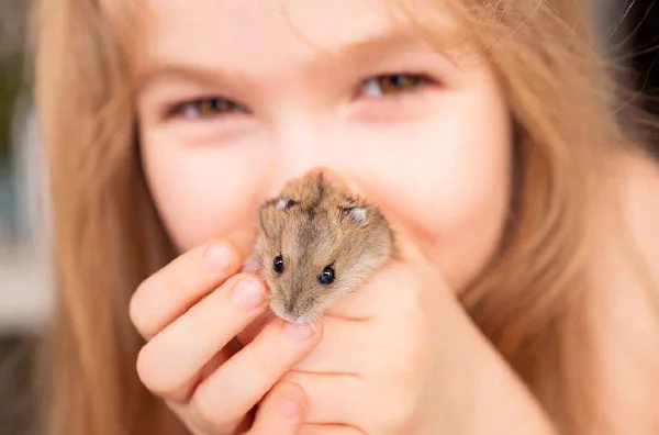 Are-Hamsters-Nocturnal