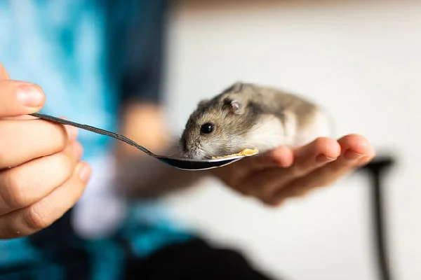 Are-Hamsters-Nocturnal-