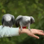 Basic Training for pet birds