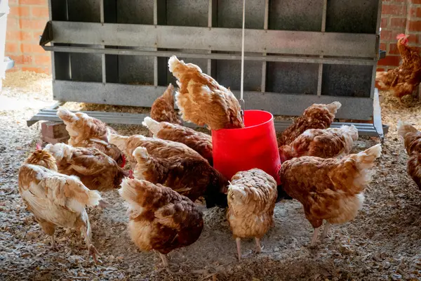 Basic health and care for chickens