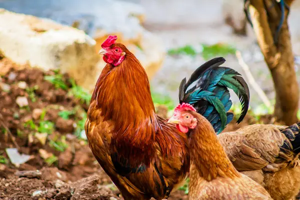 Basic health and care for chickens