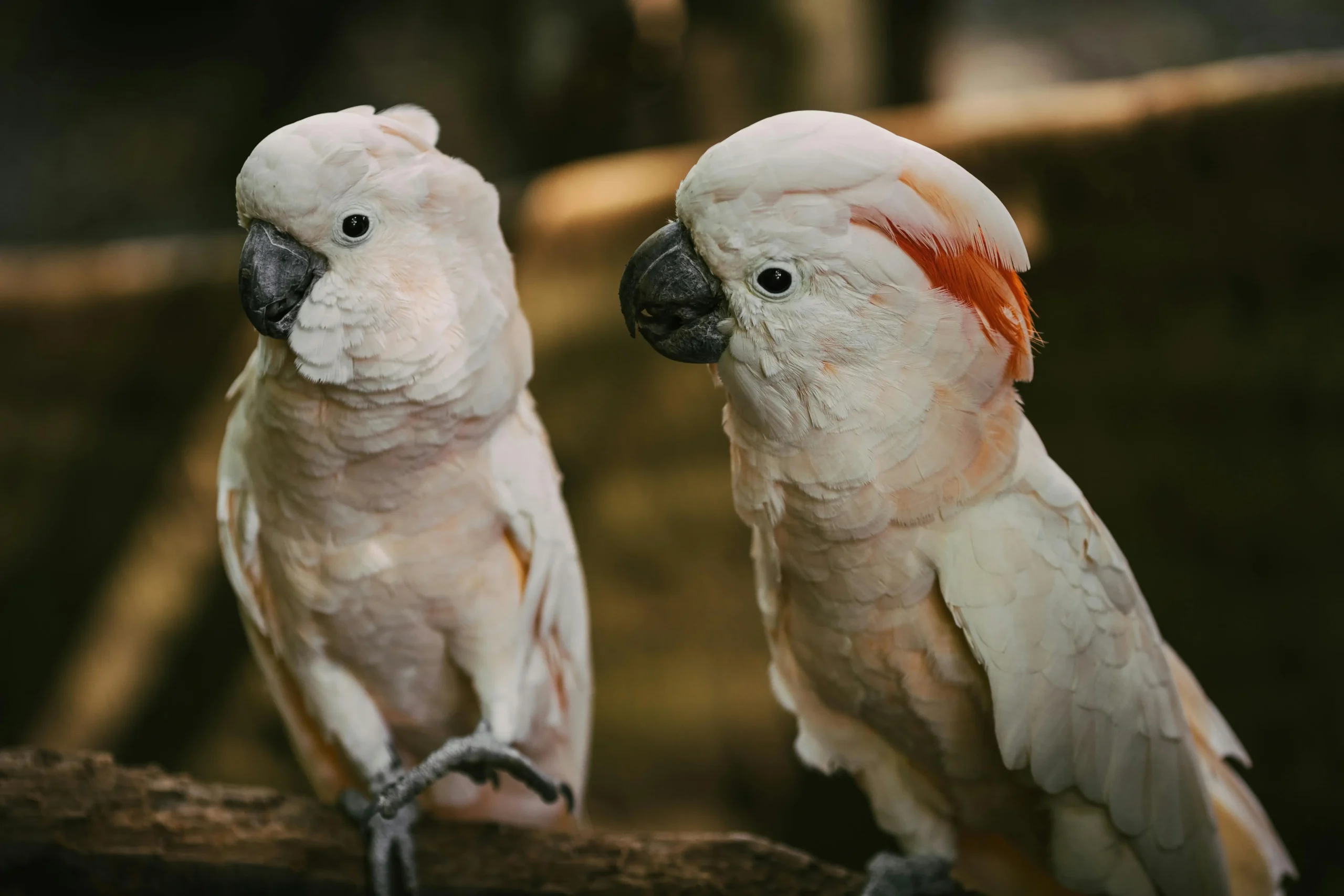 Popular Large Birds to Keep as Birds - Cockatoo