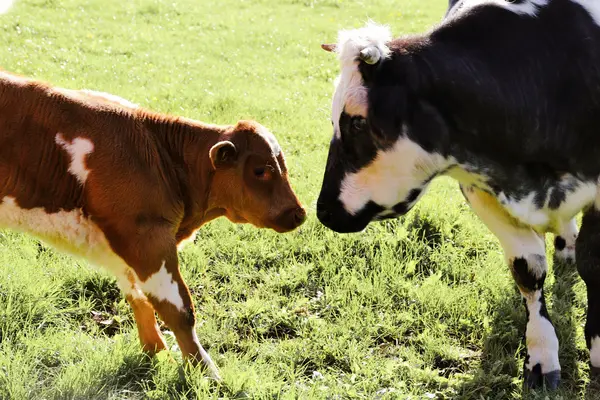 Handle a cow