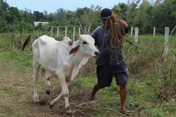 Handle a cow