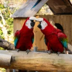 Macaw