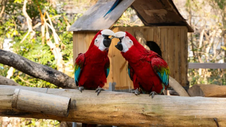Macaw