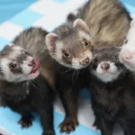 Ferret behavior