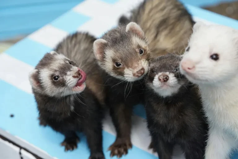 Ferret behavior